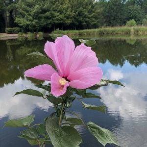 Meet your Posher, Lori